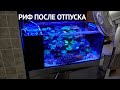 Риф после отпуска  Неделю без присмотра