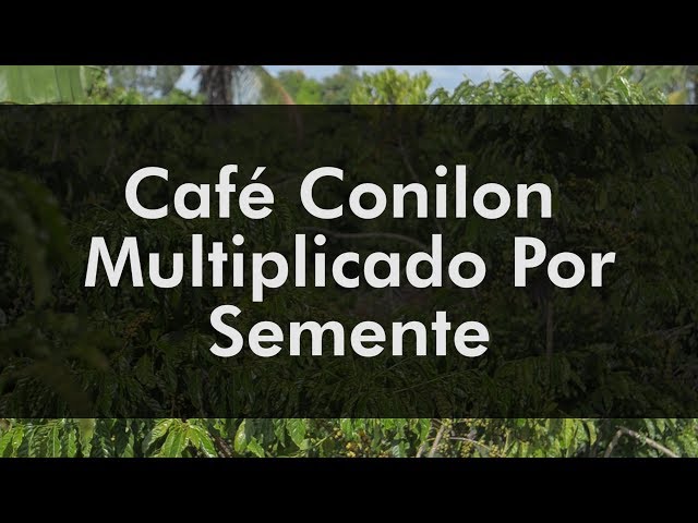 50 Sementes De Café Conilon