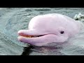 El delfin rosado| Animales en vía de extinción #3