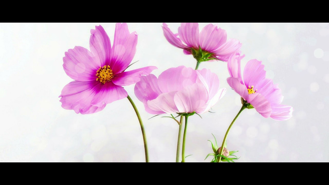 【1時間耐久BGM】ひらひらり / もっぴーさうんど【公式】