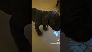 bath time! 💚💛🧡🩷💜🐾😊 #canecorso #canecorsopuppies #canecorsopuppy #princebestxmanbarcelona #puppies