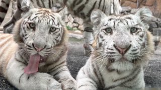World Tiger Day Guide Tobu Zoo Official YouTube Channel - YouTube