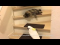 オウムに道を開ける猫
