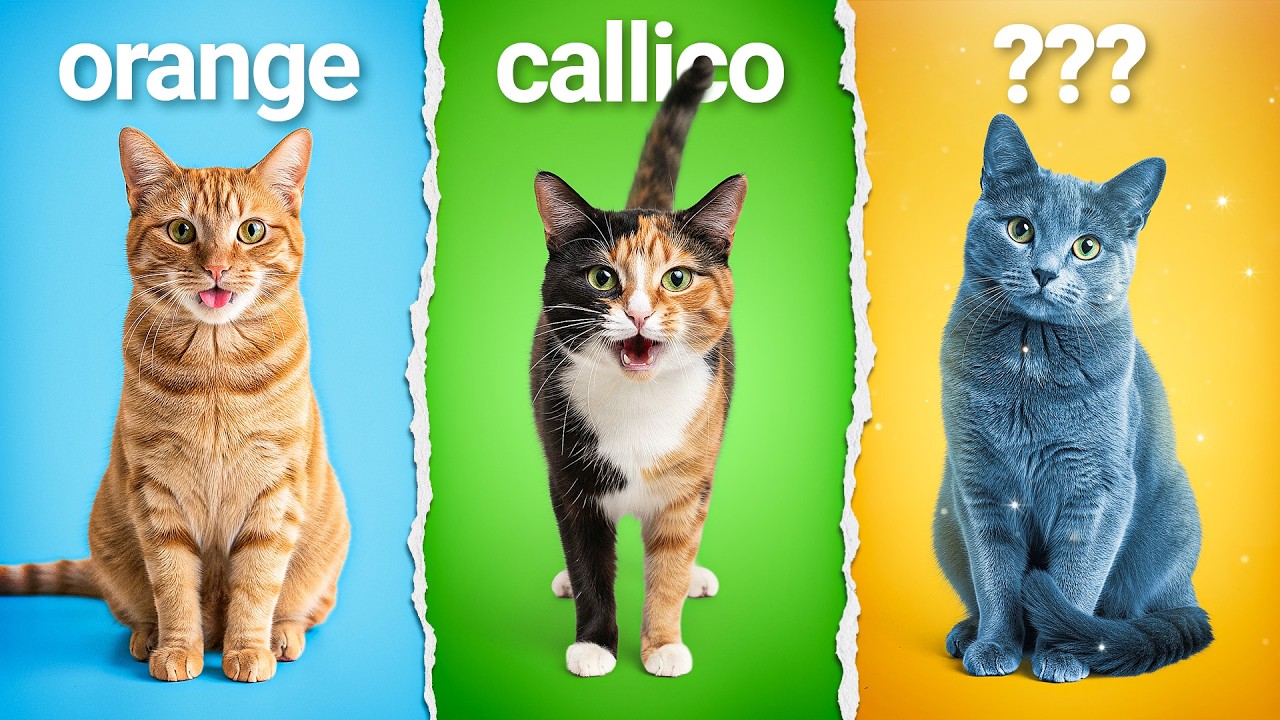 What Your Cat’s Color Actually Says About Them