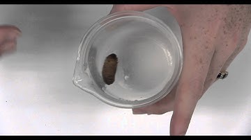 Wet Storage Technique for Insect Curation