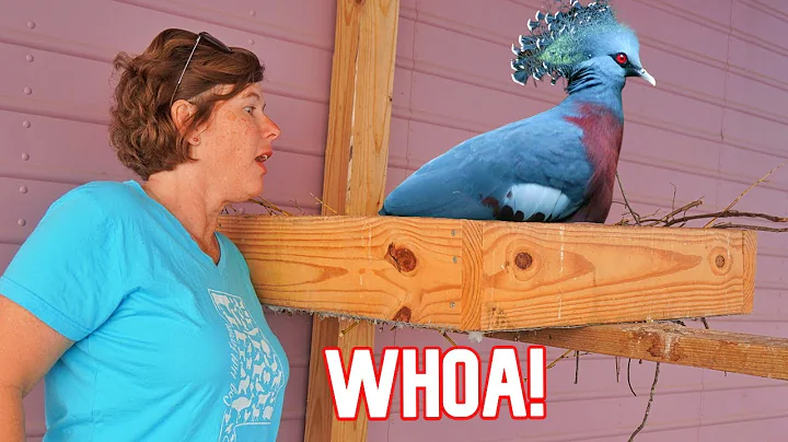 You Won't Believe What The Victorian Crown Pigeons...