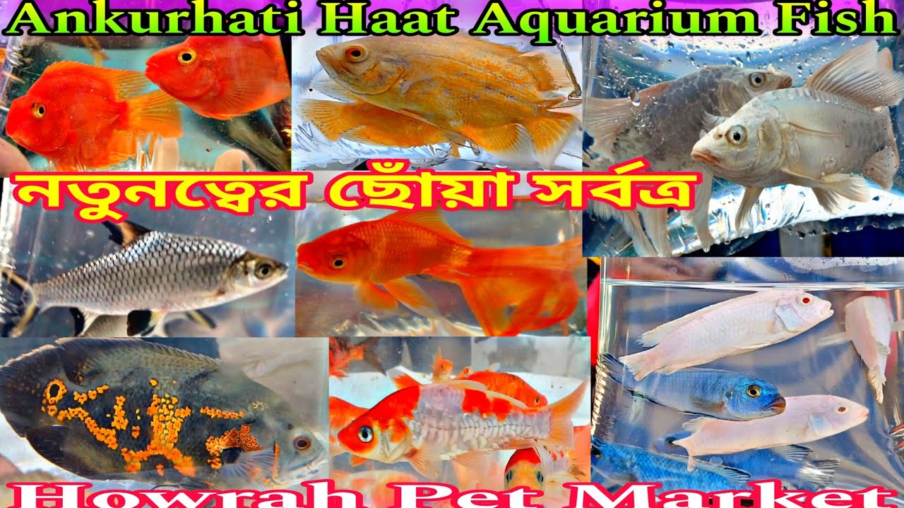 নতুনত্ব মাছ Ankurhati Pet Market এ🐠🐠Ankurhati Fish Pet Market🐠🐠Howrah Ankurhati Haat🐠🐠