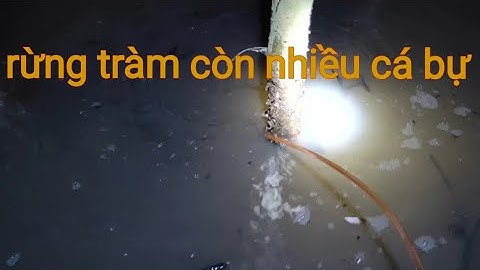 Cắm câu cá lóc trong rừng tràm | Long An quê tôi