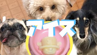 [簡単]犬用シャーベットアイス作ってみた[パグ/ダックス/トイプー/手作りアイス]