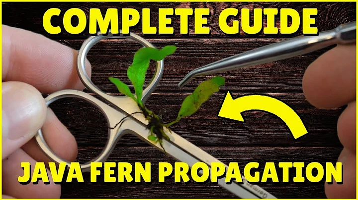 Boost Your Java Fern Growth with Effective Propagation Methods!