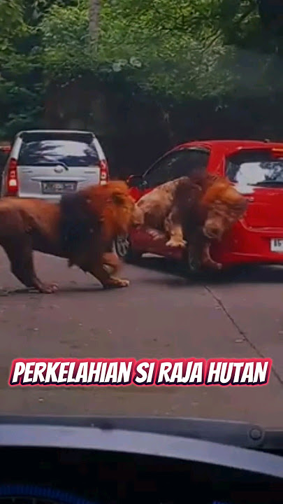 Bikin tegang ‼️ Pertarungan si raja hutan #singa #lion #tamansafari #shorts