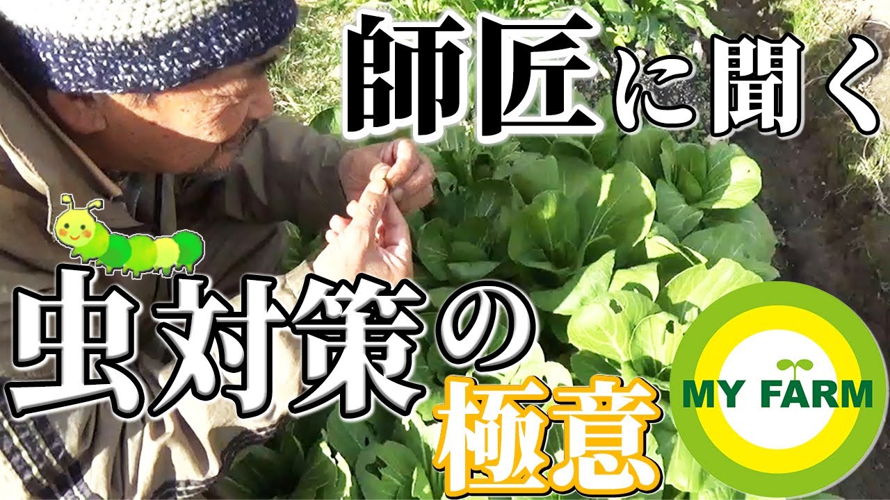 家庭菜園の青虫 アブラムシ 虫対策の極意を超ベテラン農園アドバイザーに聞いてみた 教えてアシダ師匠 Youtube