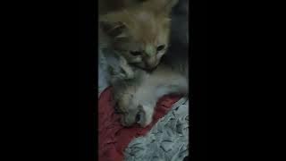 Kesedihan si Oyen : Kehilangan sahabat baru