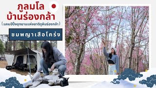 EP07 อุทยานแห่งชาติภูหินร่องกล้า ภูลมโล บ้านร่องกล้า ชมซากุระเมืองไทยพิษณุโลก ดอกพญาเสือโคร่งปี2024