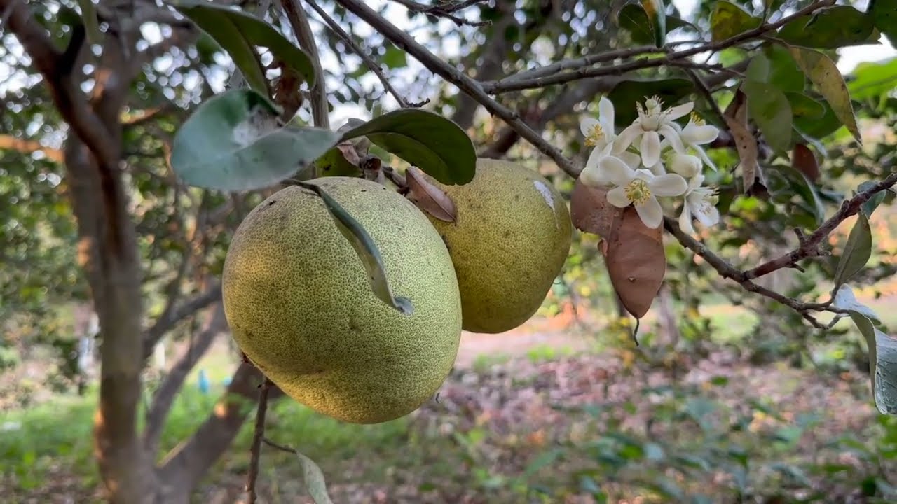 Outdoor Cooking: Crispy Fried Mushrooms in the Garden