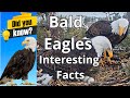 Did you know these facts about american bald eagles on the example of jackieshadow bigbearvalley