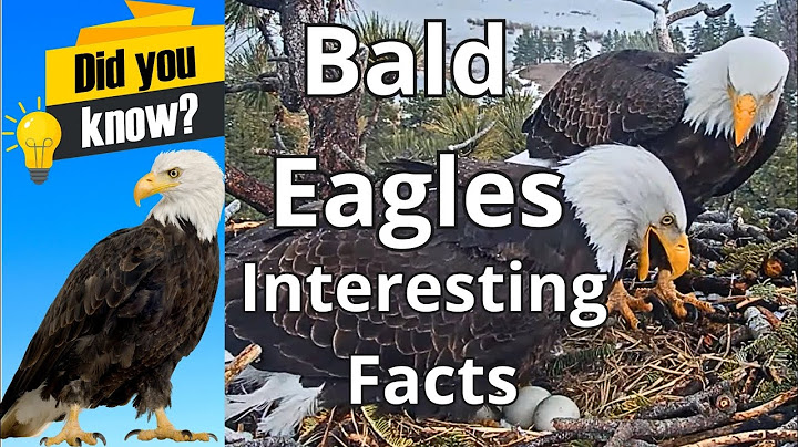 Did You Know These Facts About Bald Eagles?