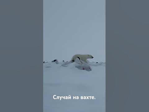 Северный медвежонок - YouTube
