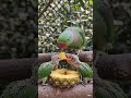 चूजों की भूख vs माँ का प्यार 🐣💚#Parrot 💚#Bird 🐣#Nature 🌿#Cute 🥹#4K 🎥