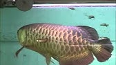 New 水槽購入 立ち上げ アロワナ ダイヤ達は無事なのか Youtube