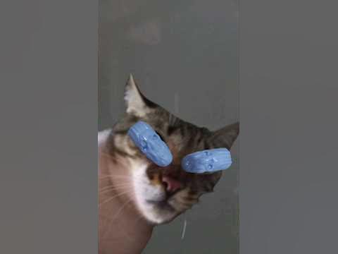 gato de choque - YouTube