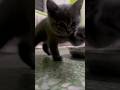 😍 No entiendo nada, ¿este gatito está jugando o qué está haciendo? #cat