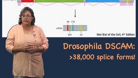 Alternative splicing - Melissa Moore (U Mass/HHMI)