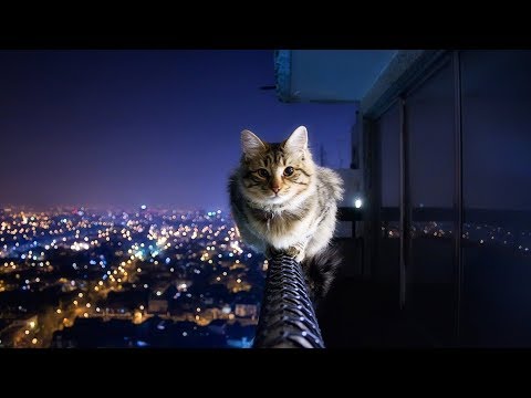 Kedi Teli Kedi Sinekligi Nasil Olmalidir Sineklere Fisildayan Adam Youtube