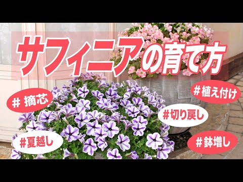 サフィニアの育て方 植え付け 摘芯 鉢増し 春の満開 切り戻し 夏越しから秋の満開まで Youtube