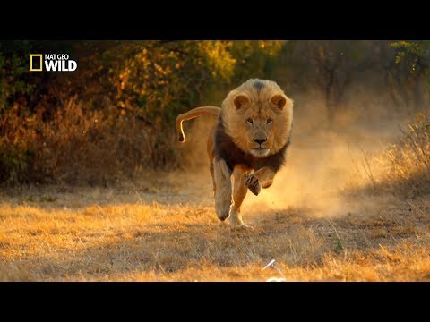 National Geographic - Return of the Lion - New Documentary HD 2017