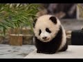 よちよち♪桜浜と桃浜　生後４か月　Giant Panda Baby - Ouhin&Touhin