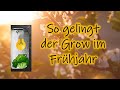 Indoor Grow im Frühling – Die zweitbeste Jahreszeit fürs Growzelt
