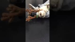 Mannequin Challenge