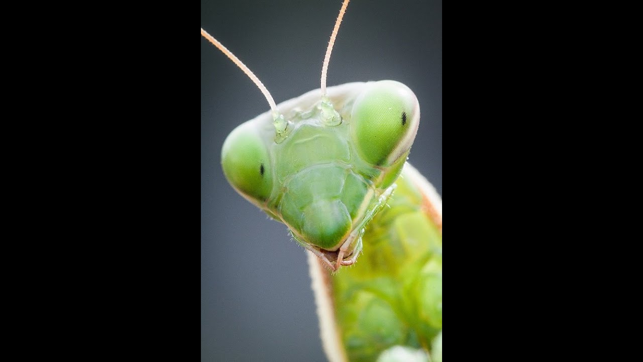 PJ - Can You Tell Me