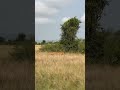 Lions on the hunt. Pure power. Pure nature #shorts #lion #malelion #hugelion