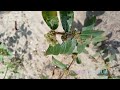 Euphorbia hirta/Asthma Plant/Dove Milk/Garden Spurge/ നിലപ്പാല/ചിത്തിരപ്പാല