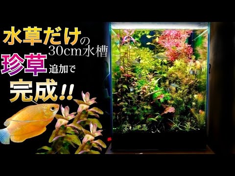 30cmハイタイプ/ダッチアクアリウム - YouTube