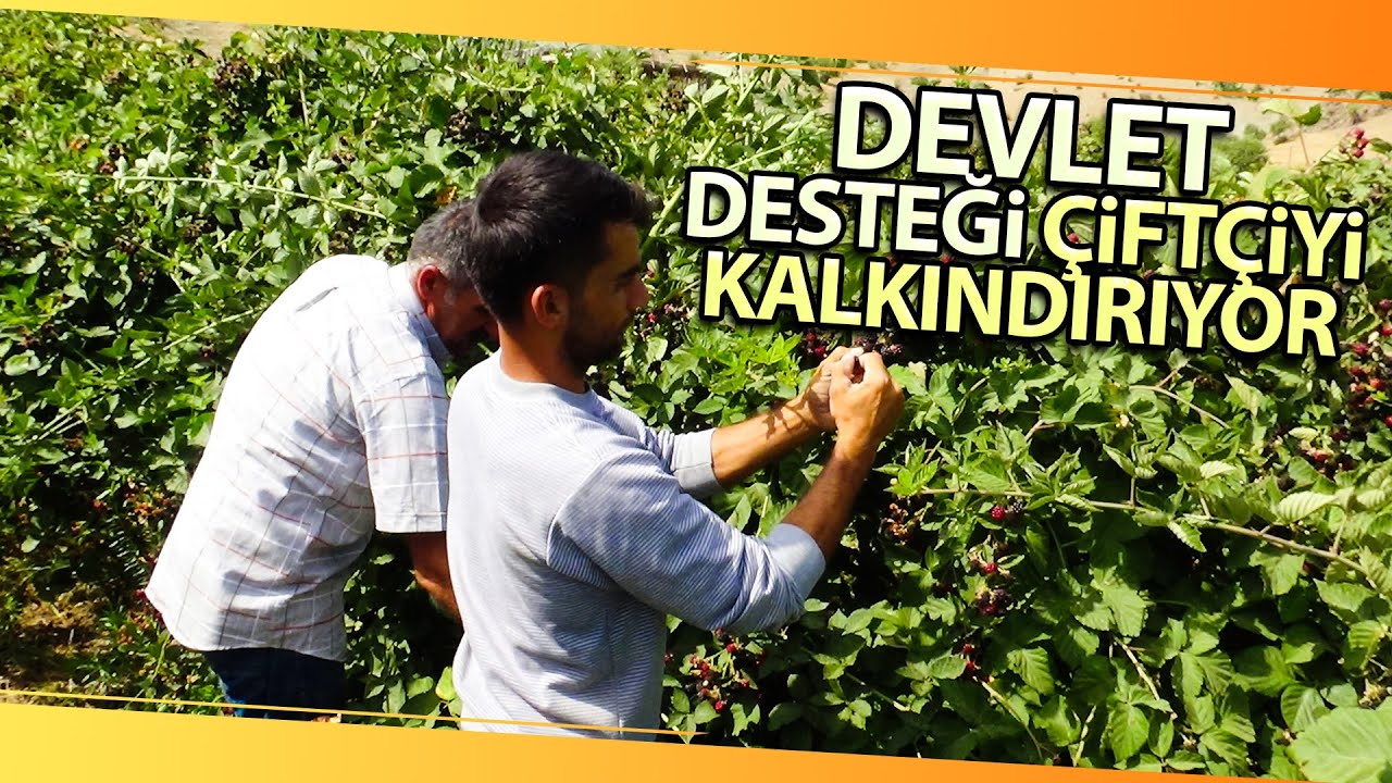 Böğürtlen Bahçelerinde Başlayan Hasat Çiftçinin Yüzünü Güldürdü!