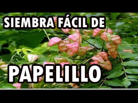 Vídeo: Como cultivar koelreuteria paniculata a partir de sementes?
