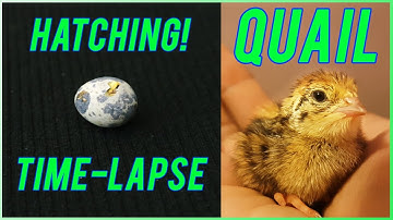 Quail hatching timelapse