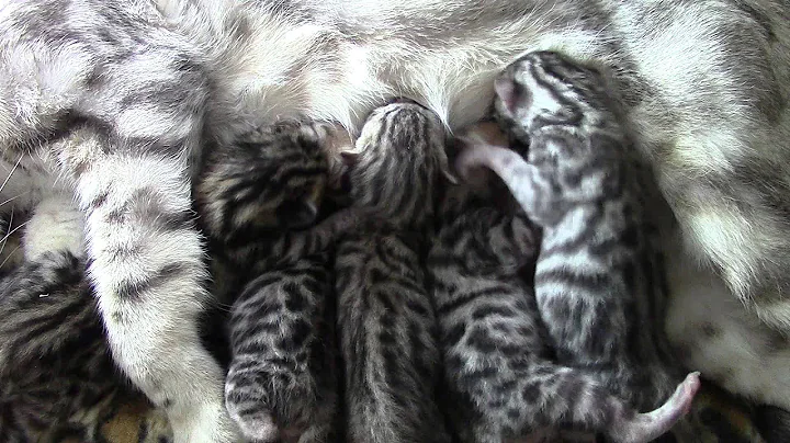 Video 3346251: newborn bengal kittens