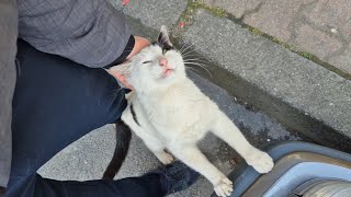 A Cute And Handsome Cat With A Beautiful Spotted Face