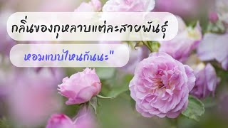 สายพันธุ์กุหลาบ | ที่ใช้ทำน้ำมันหอมระเหย | EP.309 | คนบ้ากุหลาบ