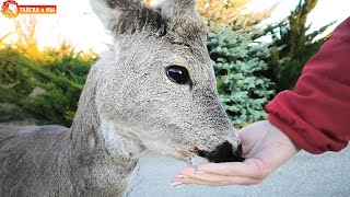Косуленок Олежка всегда рад встрече. Архив. Тайган. Roe Olezhka is always glad to meet. Taigan.