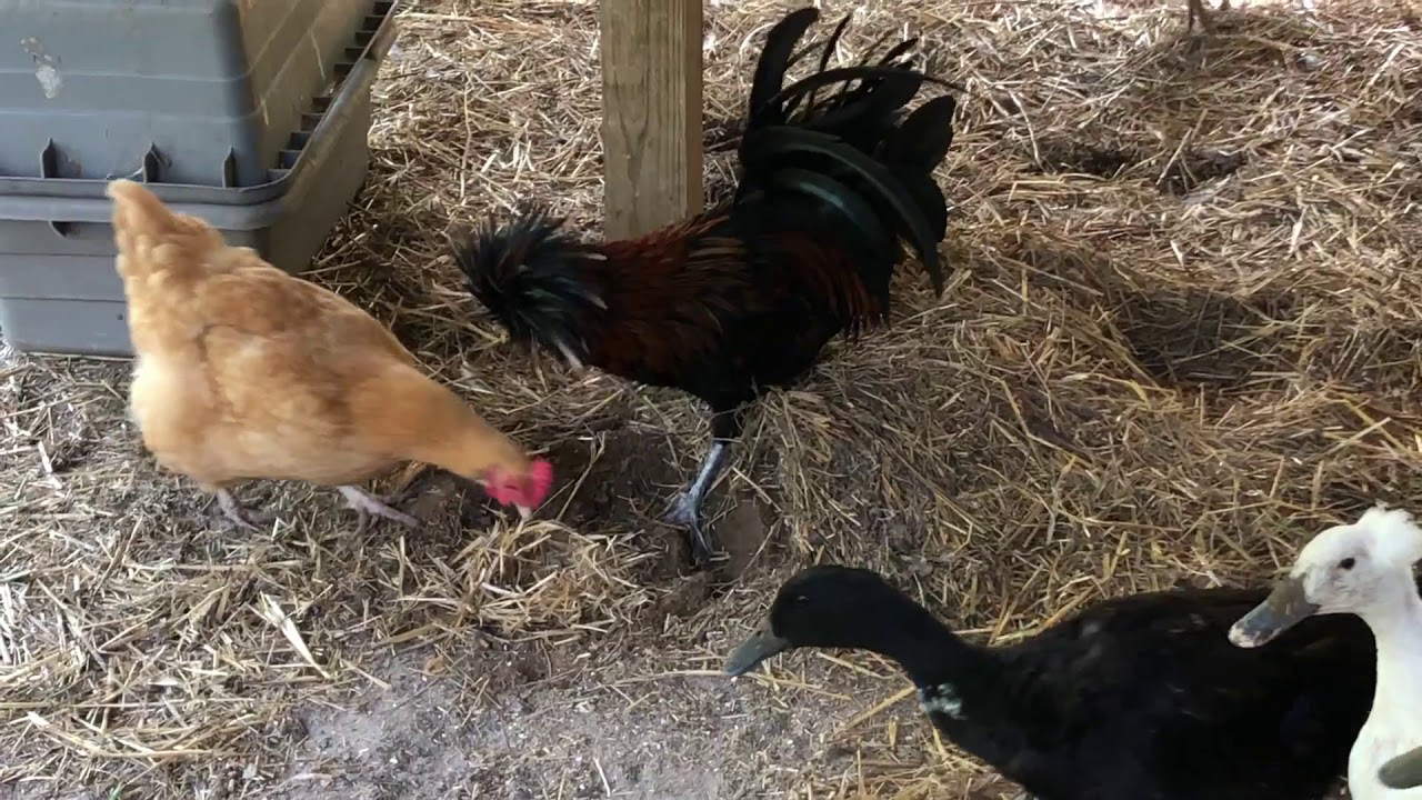 What Chickens Do When You Find A Mouse Nest In The Coop YouTube