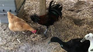 Full What Chickens Do When You Find A Mouse Nest In The Coop Guide