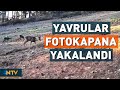 Ganos Dağları&#39;nda Şaşırtan Sürü Görüntüsü | NTV
