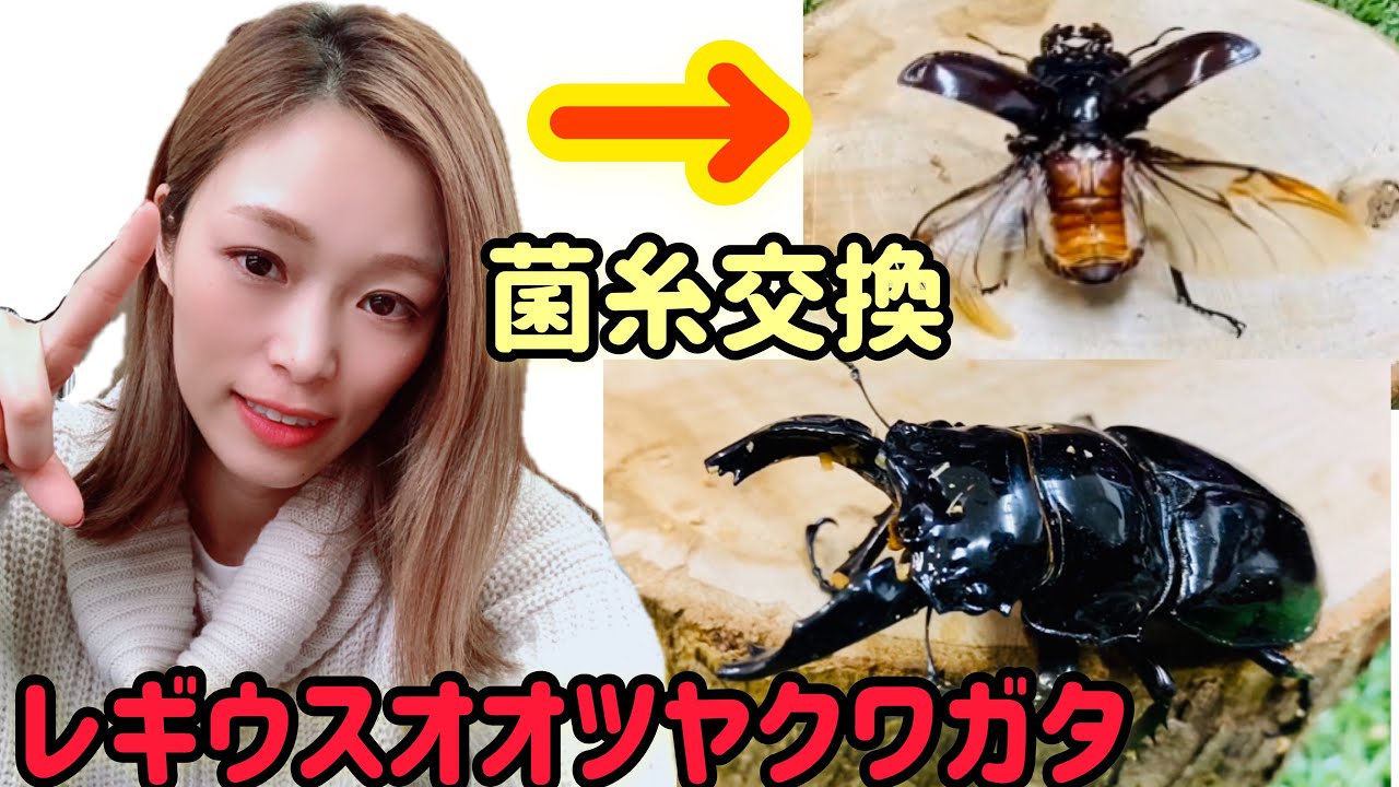 赤レギウス爆産セット トリオ+産卵木