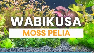 Wabikusa moss pelia