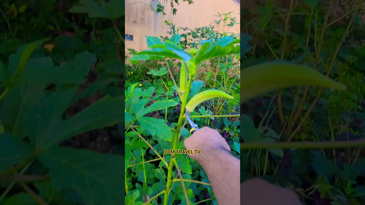 LIFE IN THE PROVINCE | PHILIPPINES 